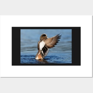 Wings of the Wigeon Posters and Art